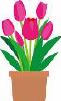 Click here for more information about Potted Tulip Plant