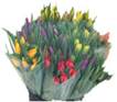 Click here for more information about Tulip Bunches - Day of