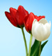 Ecard - Three Tulips