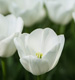 Ecard - White Tulips